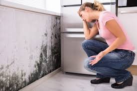 Reliable West Bay Shore, NY Mold Removal Services Solutions